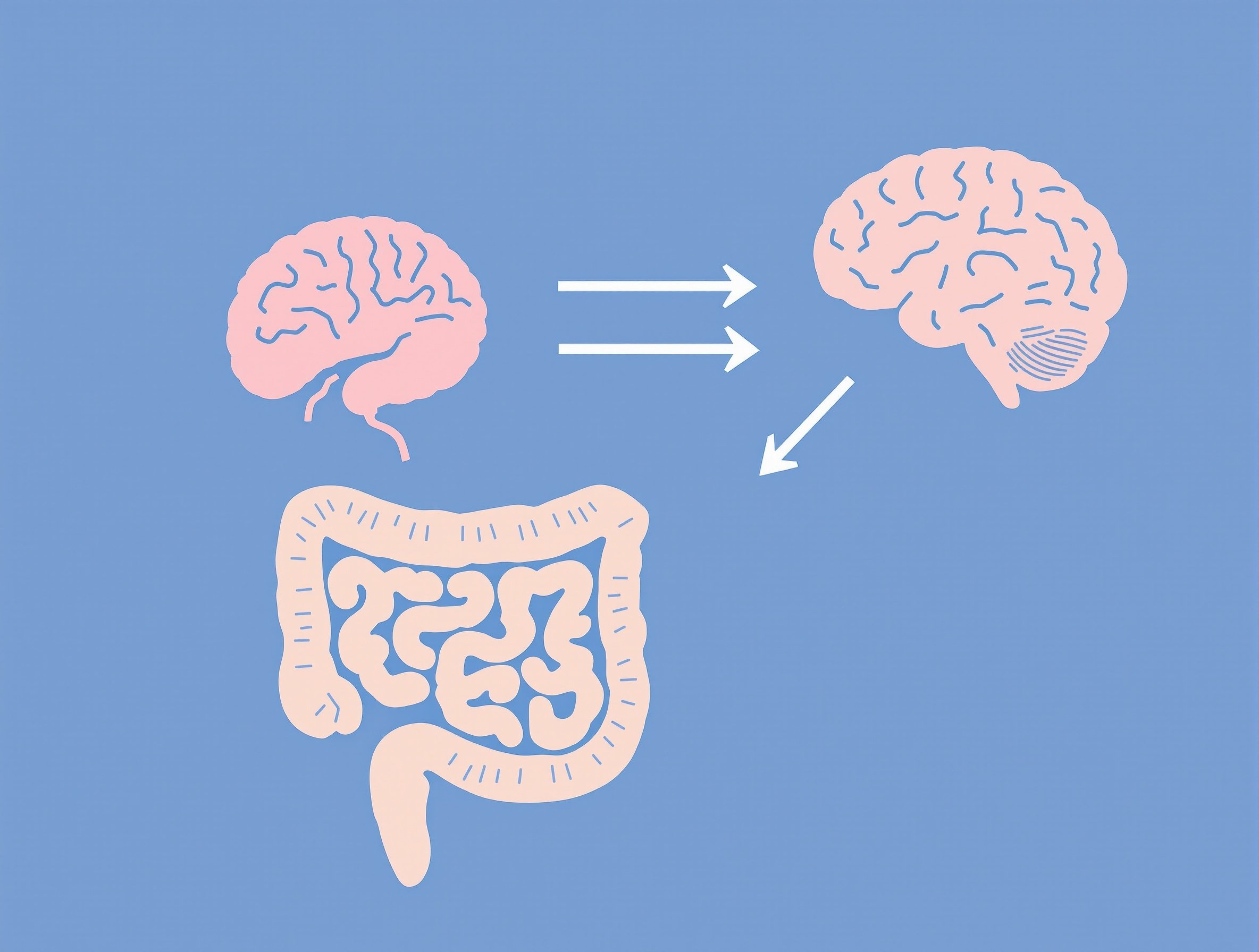 Darm-Hirn-Achse Illustration